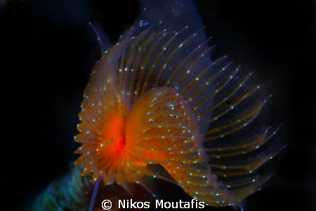a new borned spyrobranchus by Nikos Moutafis 