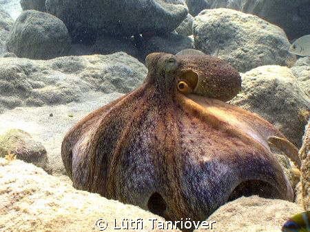 Hello...
This is an octopus who wants to show itself big... by Lütfi Tanrıöver 