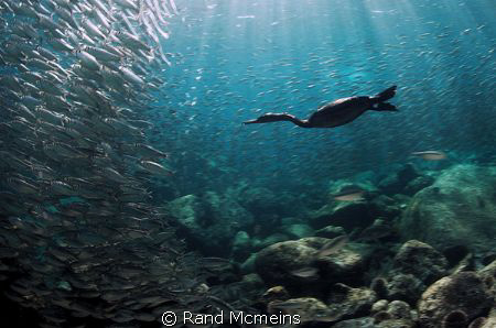Cormorant hunting baitfish in the Sea of Cortez. Mexico by Rand Mcmeins 