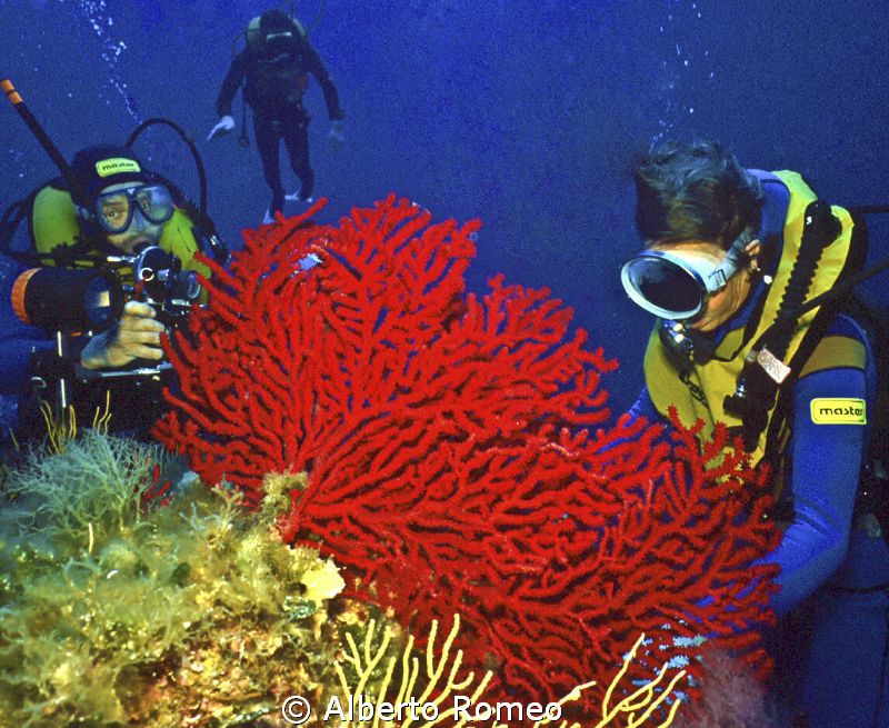 The divers are near a very big gorgonian Paramuricaea cha... by Alberto Romeo 