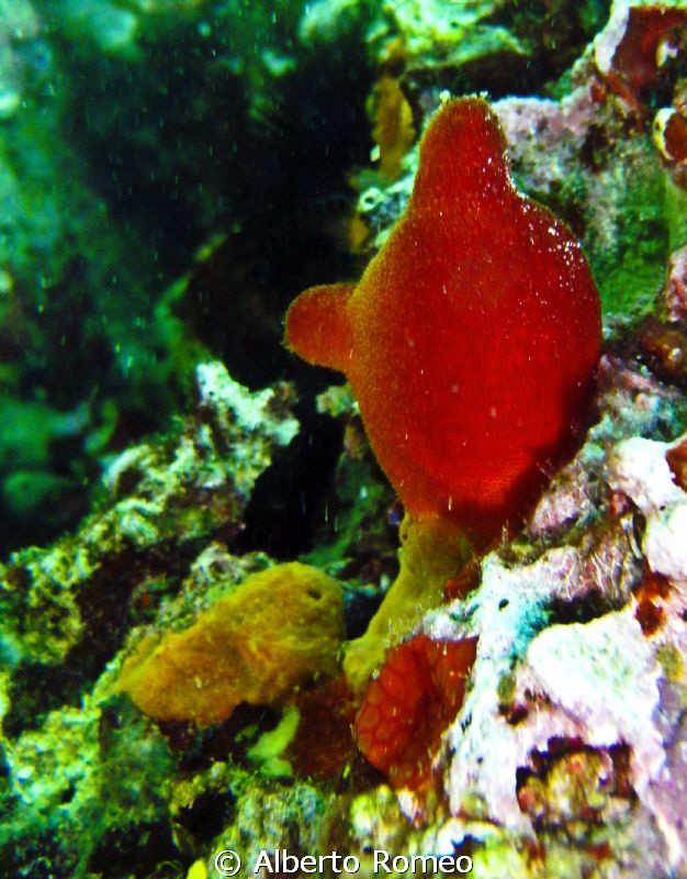 Halocynthia papillosa, a common tunicate in Mediterranean... by Alberto Romeo 