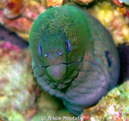 the famous green moray by Nikos Moutafis 