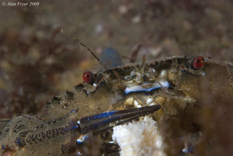 Velvet Swimming Crab, Night Dive at Menai Straits, North ... by Alan Fryer 