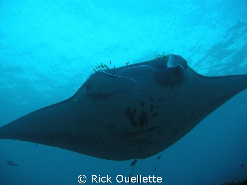 We were underwater at about 45ft. at a cleaning station w... by Rick Ouellette 