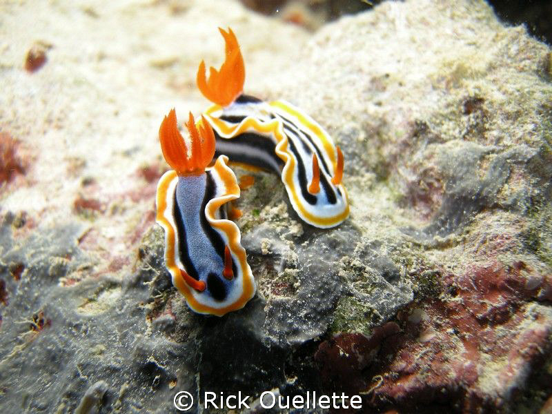 2 beautifull Nudibranchs in Yap Micronesia.Some of the Nu... by Rick Ouellette 