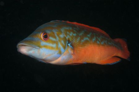 Male Cuckoo Wrasse. Taken in Penzance,Cornwall with a Nik... by David Stephens 
