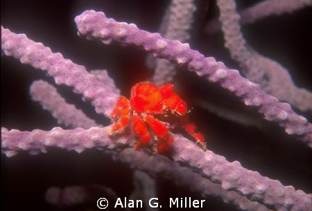 Red crab, Nikonos V 35 mm 1:2 extension tube and SB 105, ... by Alan G. Miller 