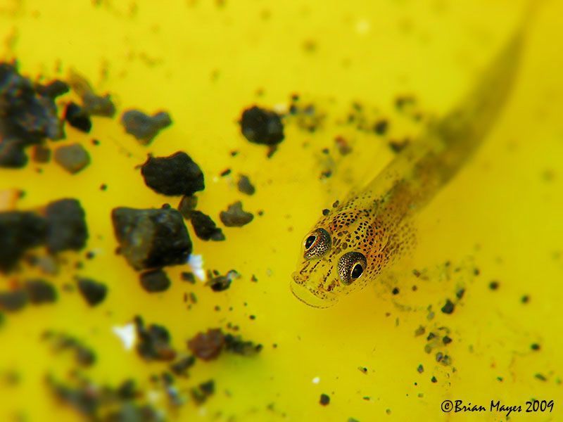 Tiny Biglip Goby (Pleurosicya labiata), Canon G9 (interna... by Brian Mayes 