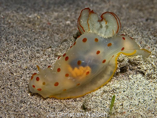 Nudibranch on a nightdive. Special specimen, almost tranp... by Christian Nielsen 