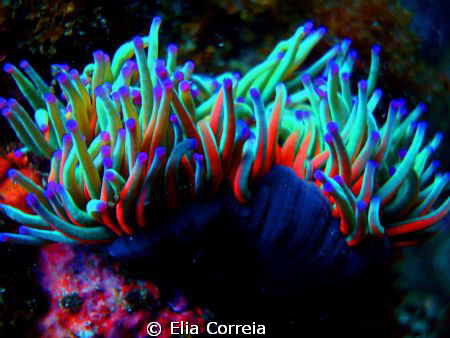 Anemone! by Elia Correia 