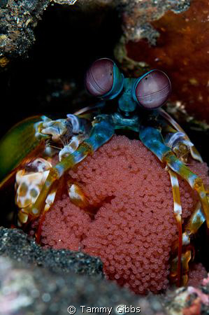Mantis shrimp with eggs at Tulamben, Bali, Indonesia. by Tammy Gibbs 