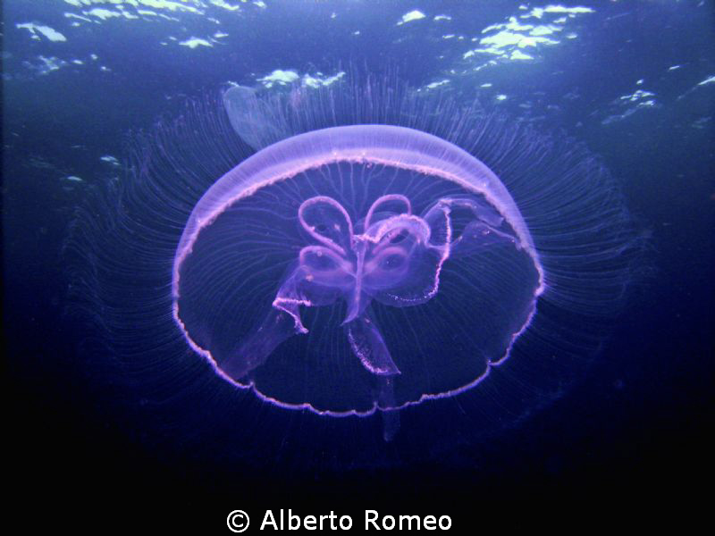A little jellyfish by Alberto Romeo 