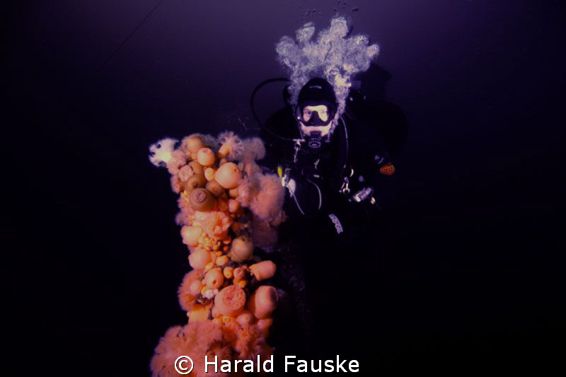 Lucky shot of rhe rare norwegian frogfish, living on a be... by Harald Fauske 
