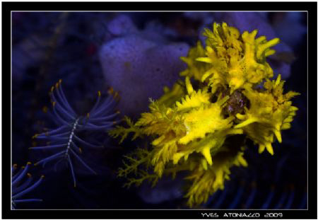 Small sea cucumber fiding   Canon 350D/Sigma 70mm by Yves Antoniazzo 
