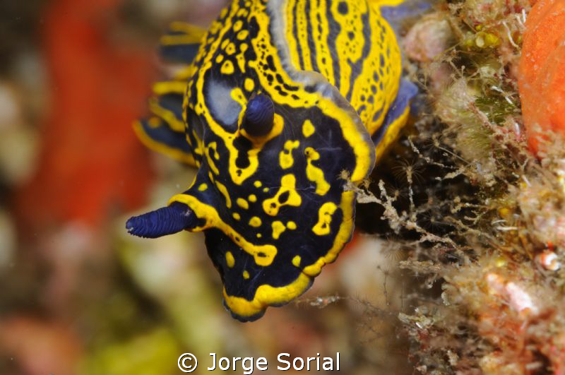 Seaslug
(Hypselodoris picta webbi)
 by Jorge Sorial 