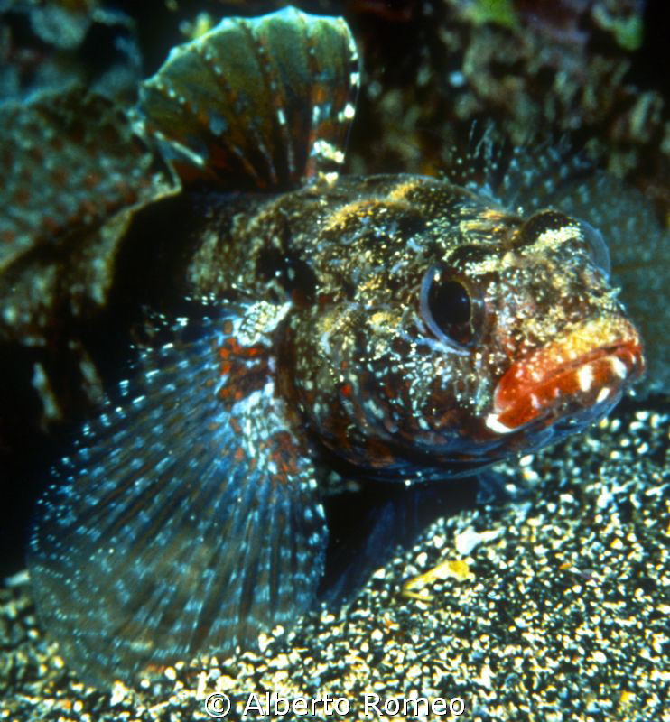 Portrait of a Gobius redmouth by Alberto Romeo 