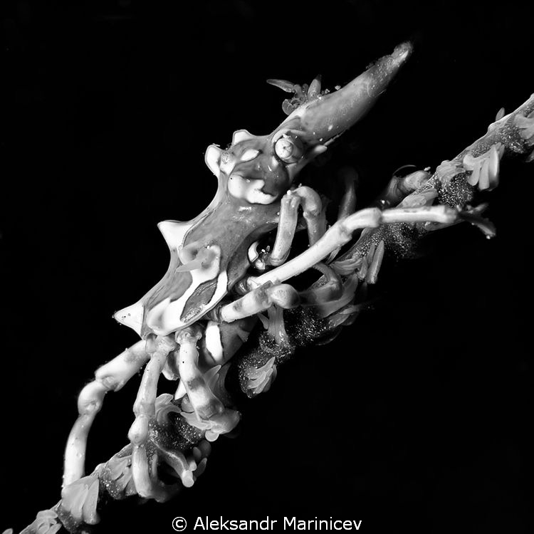 Black coral shrimp by Aleksandr Marinicev 