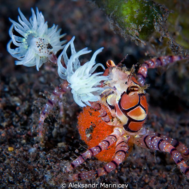 Boxer crab with eggs.
The Boxer or pompom crab is a fasc... by Aleksandr Marinicev 