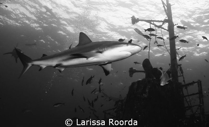 Black and white of Caribbean Reef Shark by Larissa Roorda 
