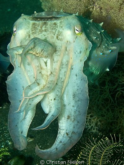 Cuttlefish
Olympus E330, 14-54mm, single Ikelite DS125 S... by Christian Nielsen 