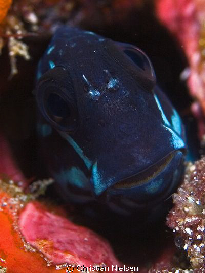 Sweet little Blenny. I really like the smile on their fac... by Christian Nielsen 