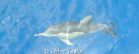 Dolphin from the surface :) by Chloe Taylor 