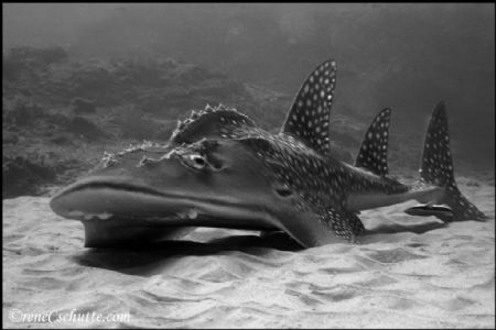 Bow mouth Wedgefish.
Doodles Reef: Ponta D'Ora, Mozambiq... by Rene Schutte 