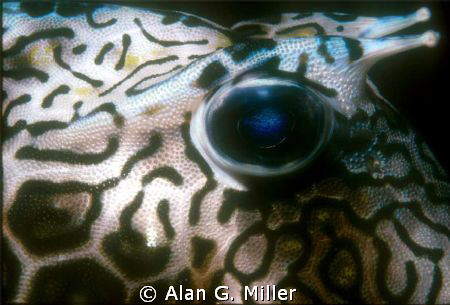 Cowfish eye. Nikonos V, 35 mm, 1:2 extension tube, SB 105... by Alan G. Miller 
