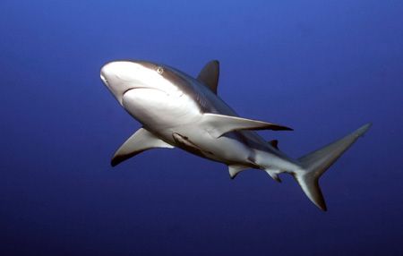OK...so it was a shark dive. I can dream though that I wa... by Jon Kreider 