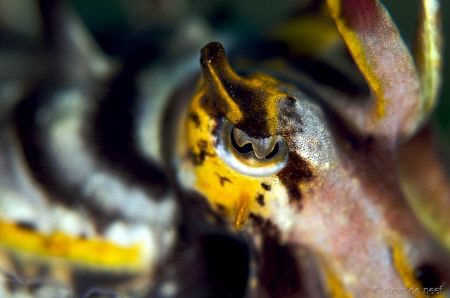 Flamboyant Cuttlefish eye. by Steve De Neef 