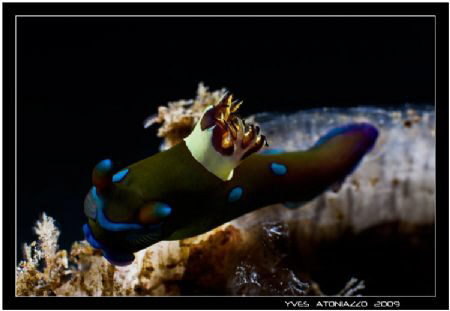 3D nudi     Canon 350D/Sigma 70mm by Yves Antoniazzo 