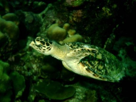 Bonaire October 2004-This guy was merrily swimming next t... by Jean Milani 