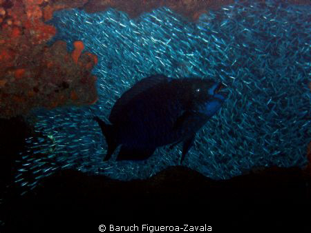 Midnight parrotfish and silversides in a cave by Baruch Figueroa-Zavala 