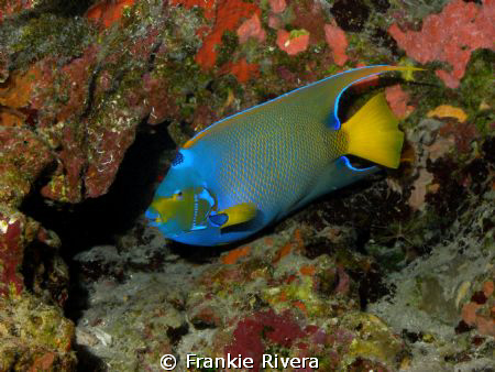 Queen Angel Fish @ Monito Island by Frankie Rivera 