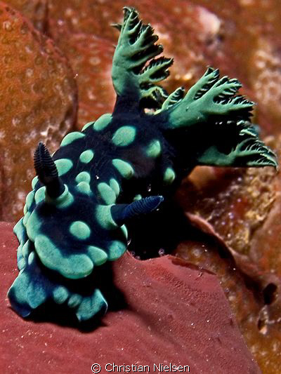 Nice Nudibranch (I think).
Shot in the waters of Komodo.... by Christian Nielsen 