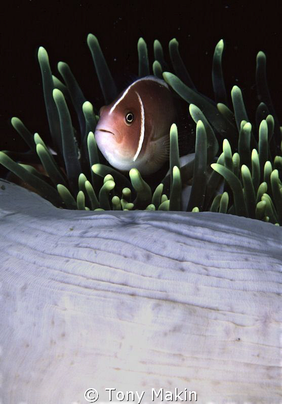 skunk anemone fish by Tony Makin 