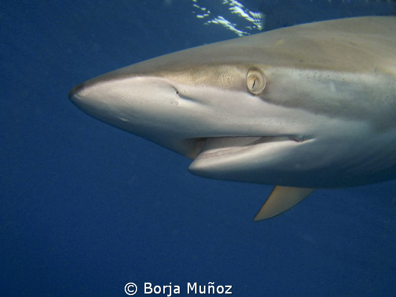 Silky shark coming from above by Borja Muñoz 