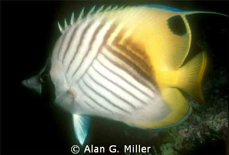 Butterflyfish in the coral sea, Nikonos V 35 mm with clos... by Alan G. Miller 