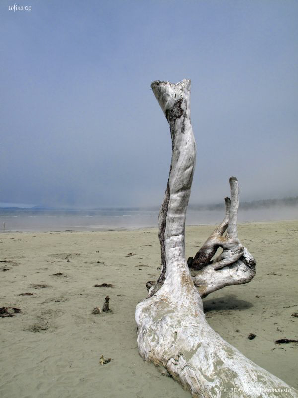 Tree on the beach. Tofino, BC. Canon G10. by Bea & Stef Primatesta 