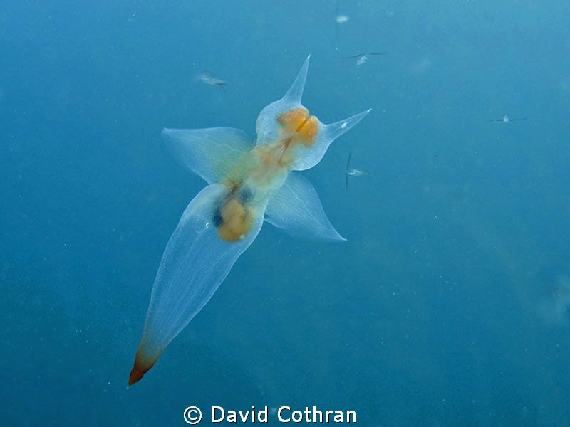 Clione limacina, a pteropod or sea butterfly, photographe... by David Cothran 