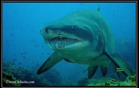Raggie/ Ragged Tooth Shark aka Sand Tiger
Female 3m
1/4... by Rene Schutte 