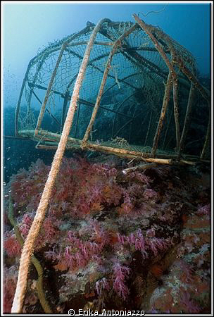 Why do they continue to put their fishing cages on the reef? by Erika Antoniazzo 