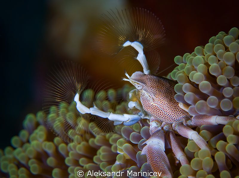 Dance with fans.
Anemone crab by Aleksandr Marinicev 