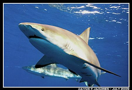 "Hey, I'm watching you!" - Caribbean Grey Reef Shark(s) t... by Davide Vimercati 