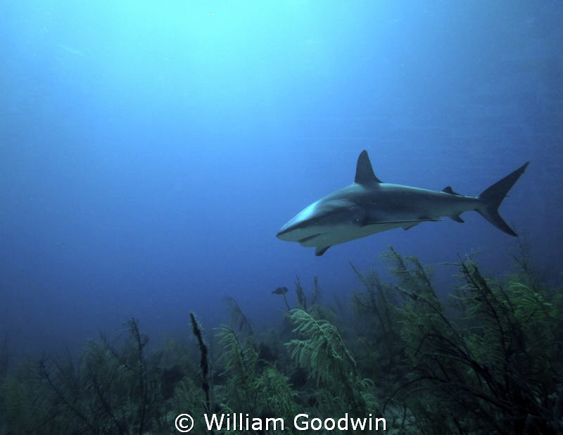 Late afternoon, you're alone on the reef, and then this g... by William Goodwin 