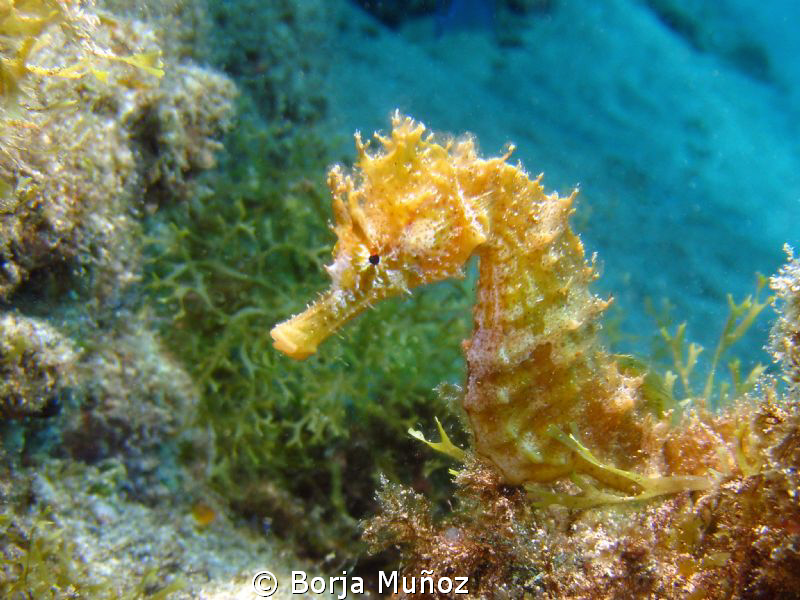 Yellow seahorse by Borja Muñoz 