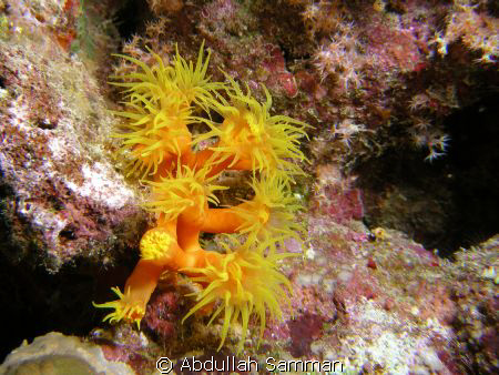 Sea anemone by Abdullah Samman 