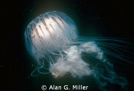 Jellyfish, taken off the Gold Coast of Australia with a N... by Alan G. Miller 