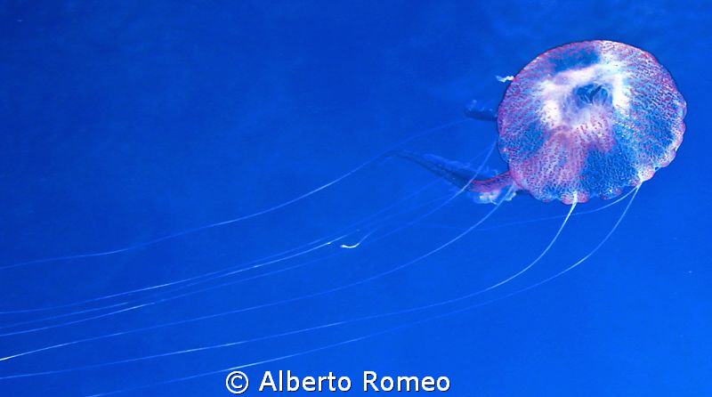 Portrait of the jellyfish "Pelagia noctiluca" and his del... by Alberto Romeo 