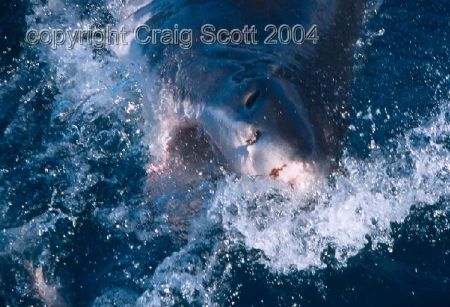 Great White shark as he approaches the cage to take a bai... by Craig Scott 